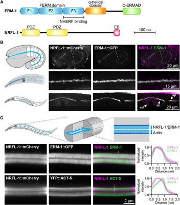 ERM-1 Phosphorylation and NRFL-1 Redundantly Control Lumen Formation in the C. elegans Intestine